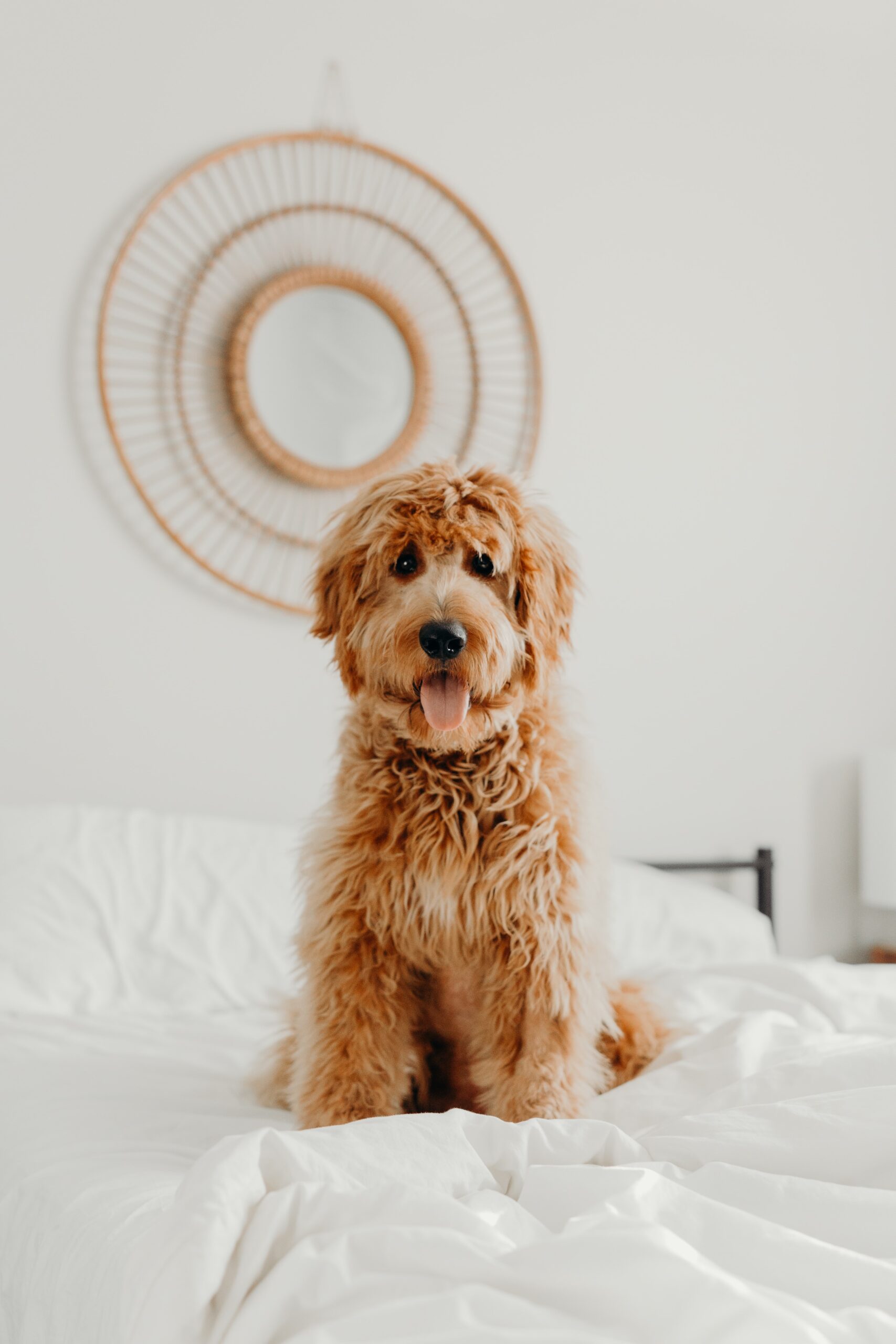 Goldendoodle sitting on a bed.