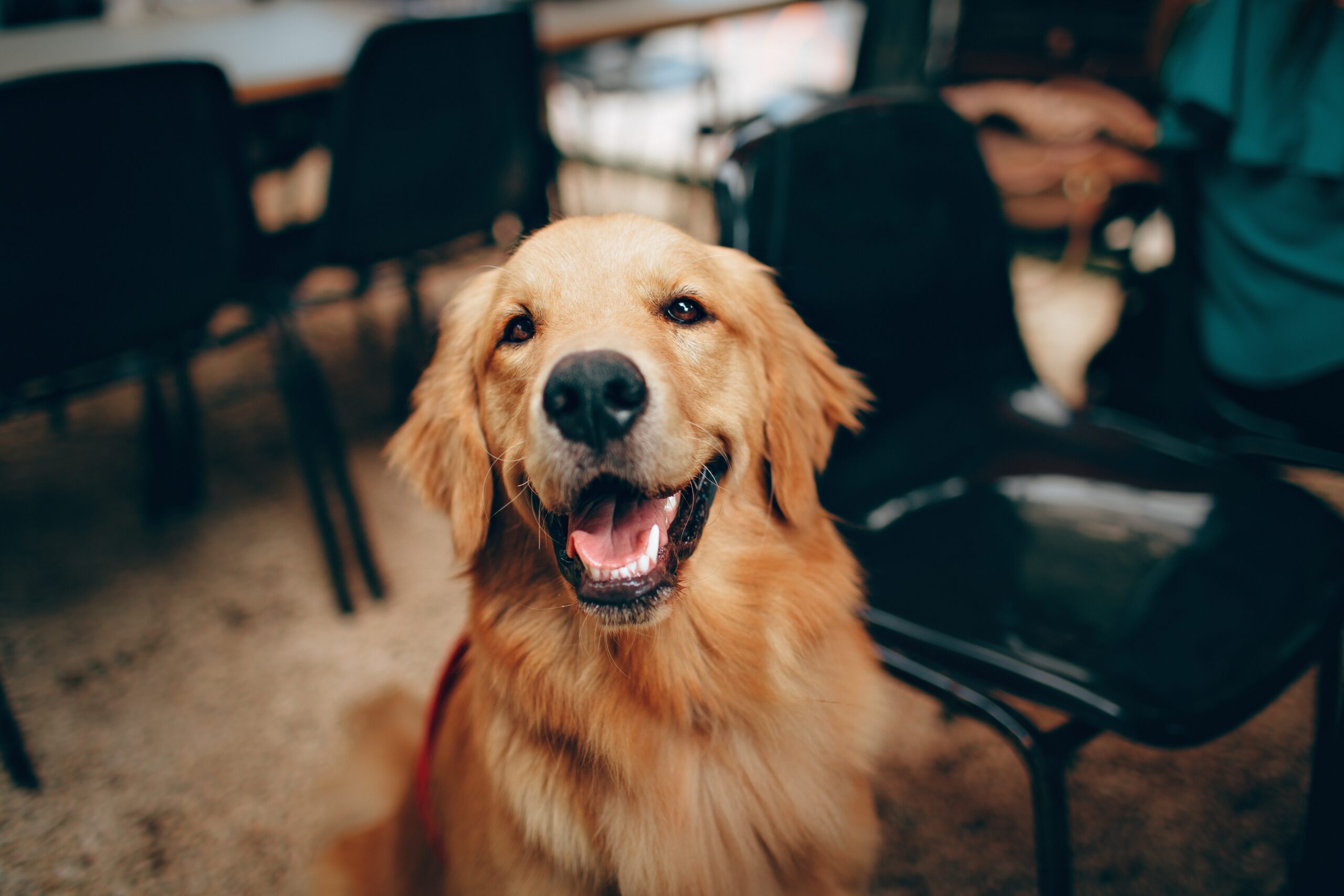 Golden Retriever smiling in an office space
