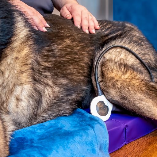 Preforming magnetic therapy on a patient using an Assisi Loop.