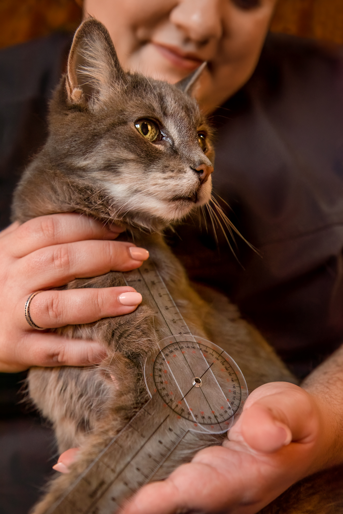 Image of a grey tabby domestic short hair cat getting measured for limb flexibility 