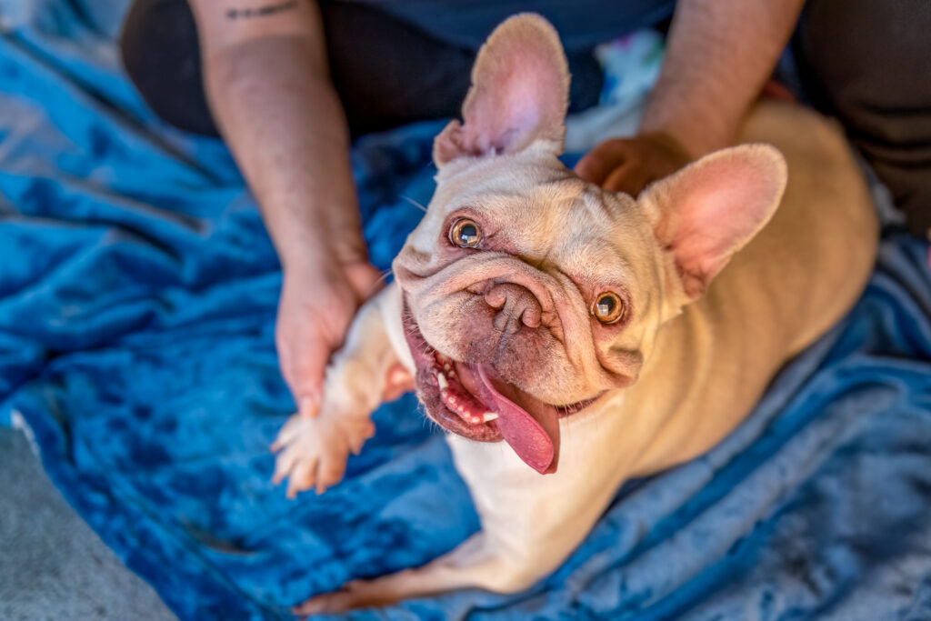 Blonde french bulldog looking up at the camera