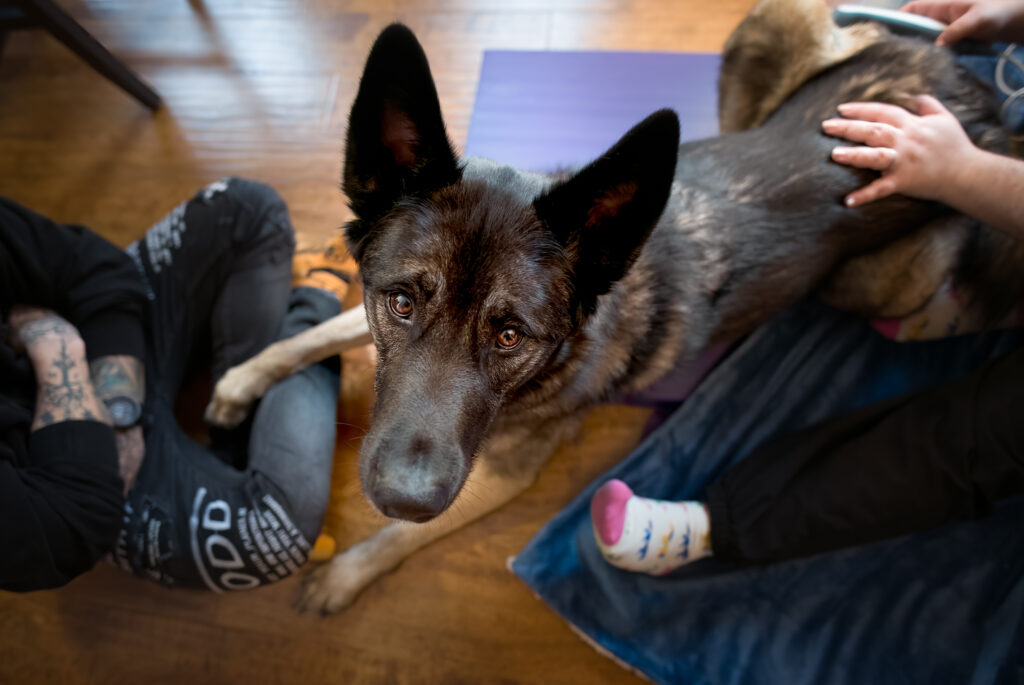 Image of German Shepperd looking up at the camera in between the client and staff member