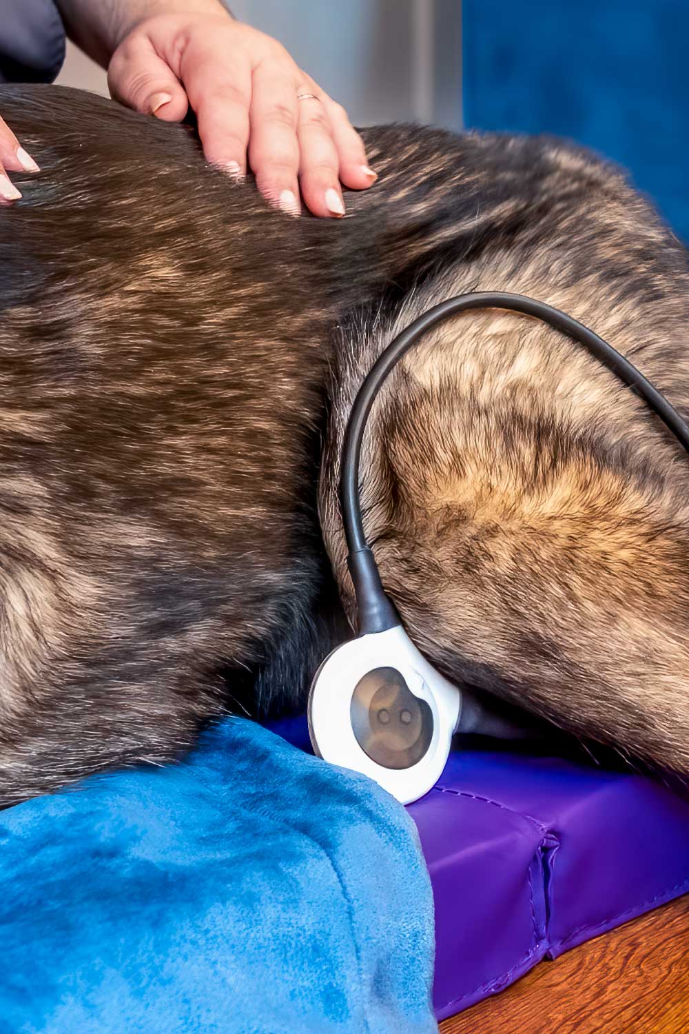 Healing Hearts - Magnetic Therapy Service Image - German Shepherd receiving magnetic therapy