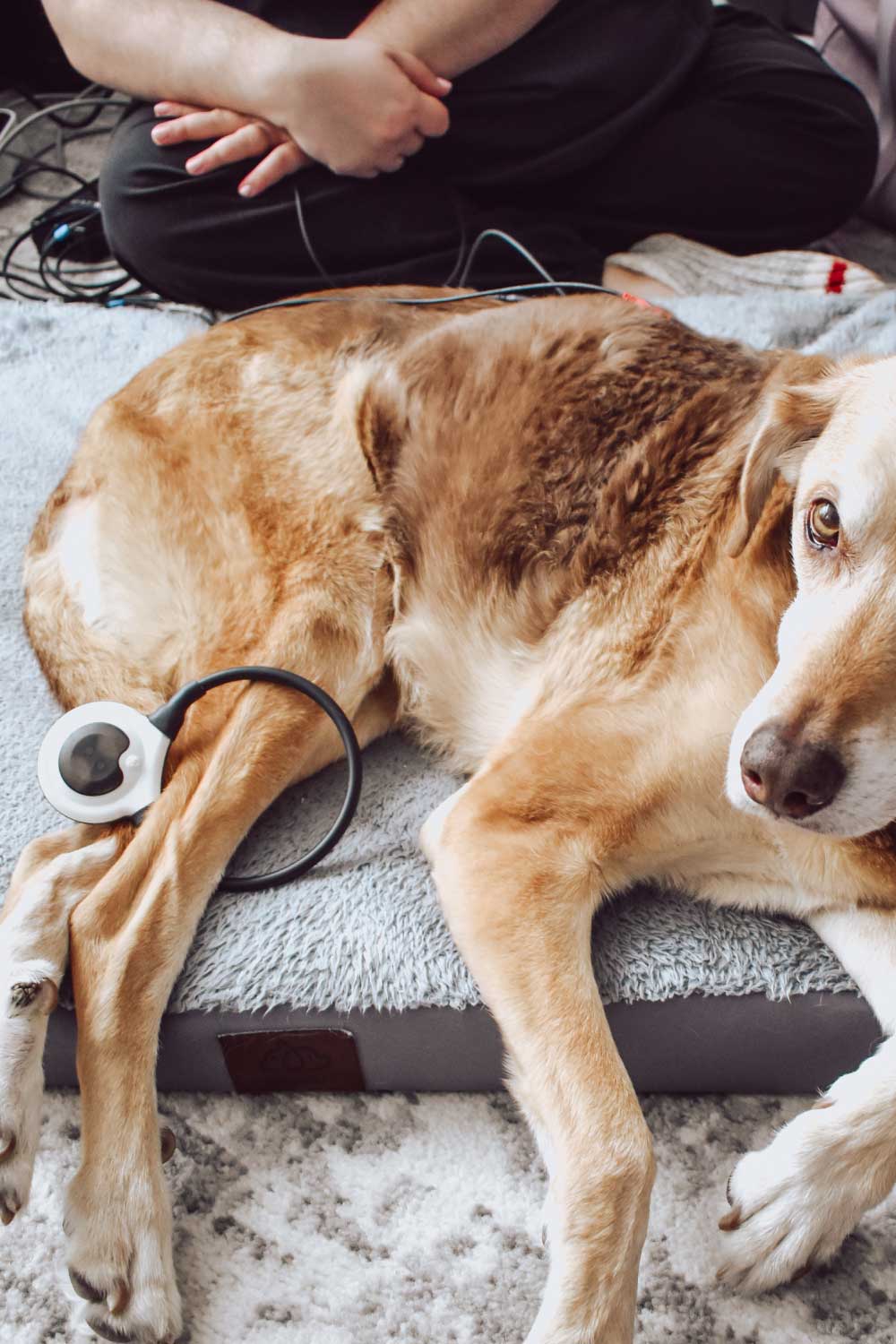 Healing Hearts - Magnetic Therapy Service Image - Golden Retriever receiving magnetic therapy