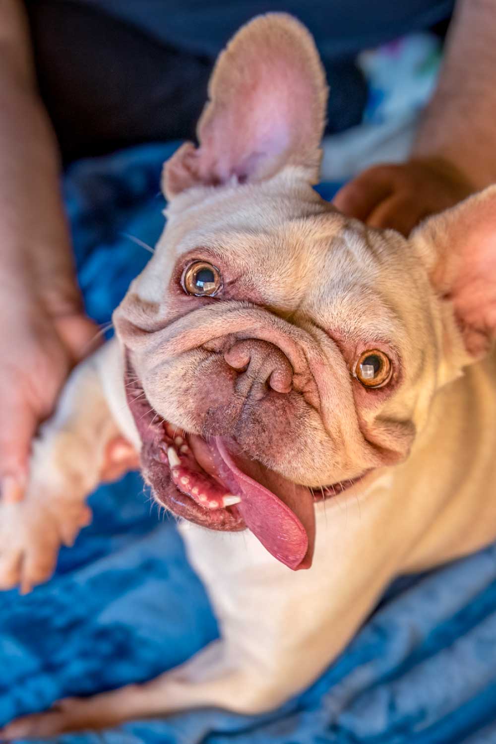 Healing Hearts Mobile Animal Rehab - Bulldog enjoying a massage therapy session