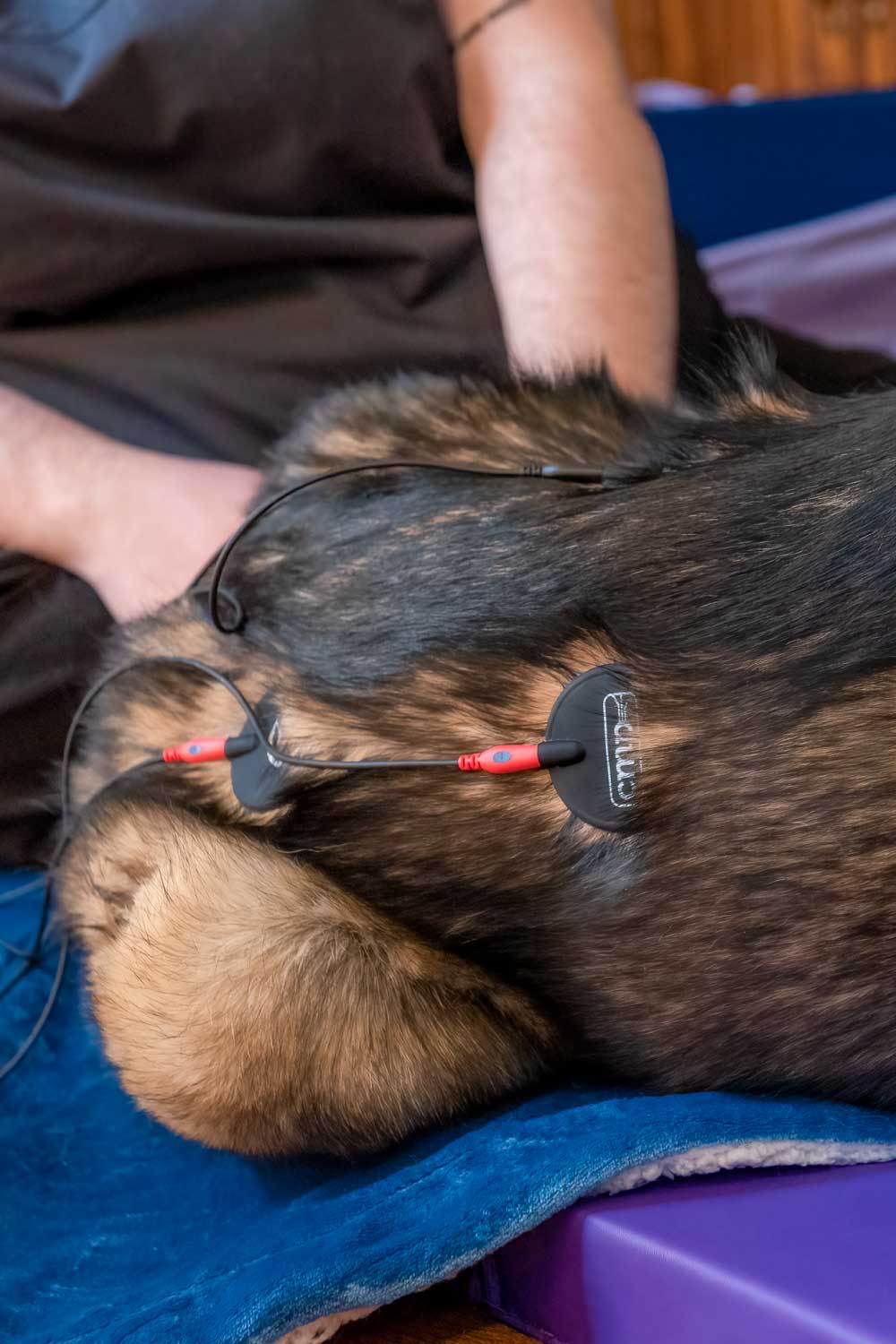 Healing Hearts Mobile Animal Rehab - German Shepherd Receiving Electrical Stimulation Service