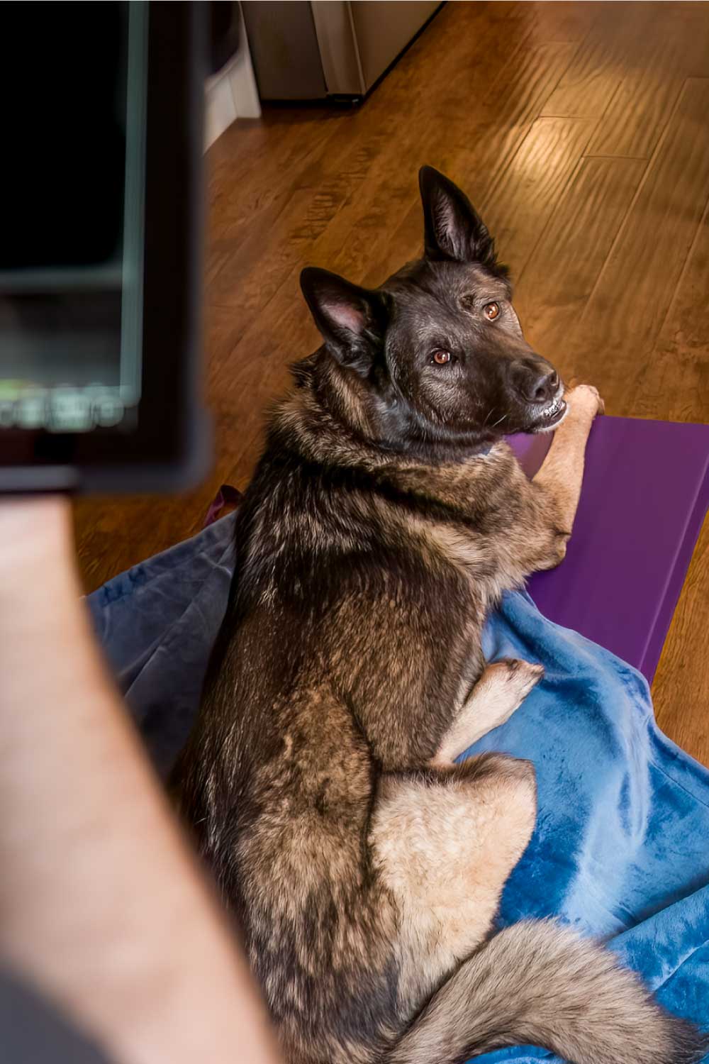 Healing Hearts Mobile Animal Rehab - Patient German Shepherd waiting on Thermal Imaging