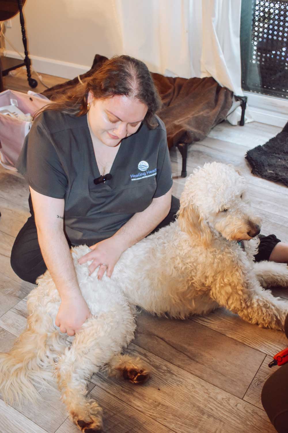 Healing Hearts Mobile Animal Rehab - Poodle Mix Clean After Receiving Electrical Stimulation