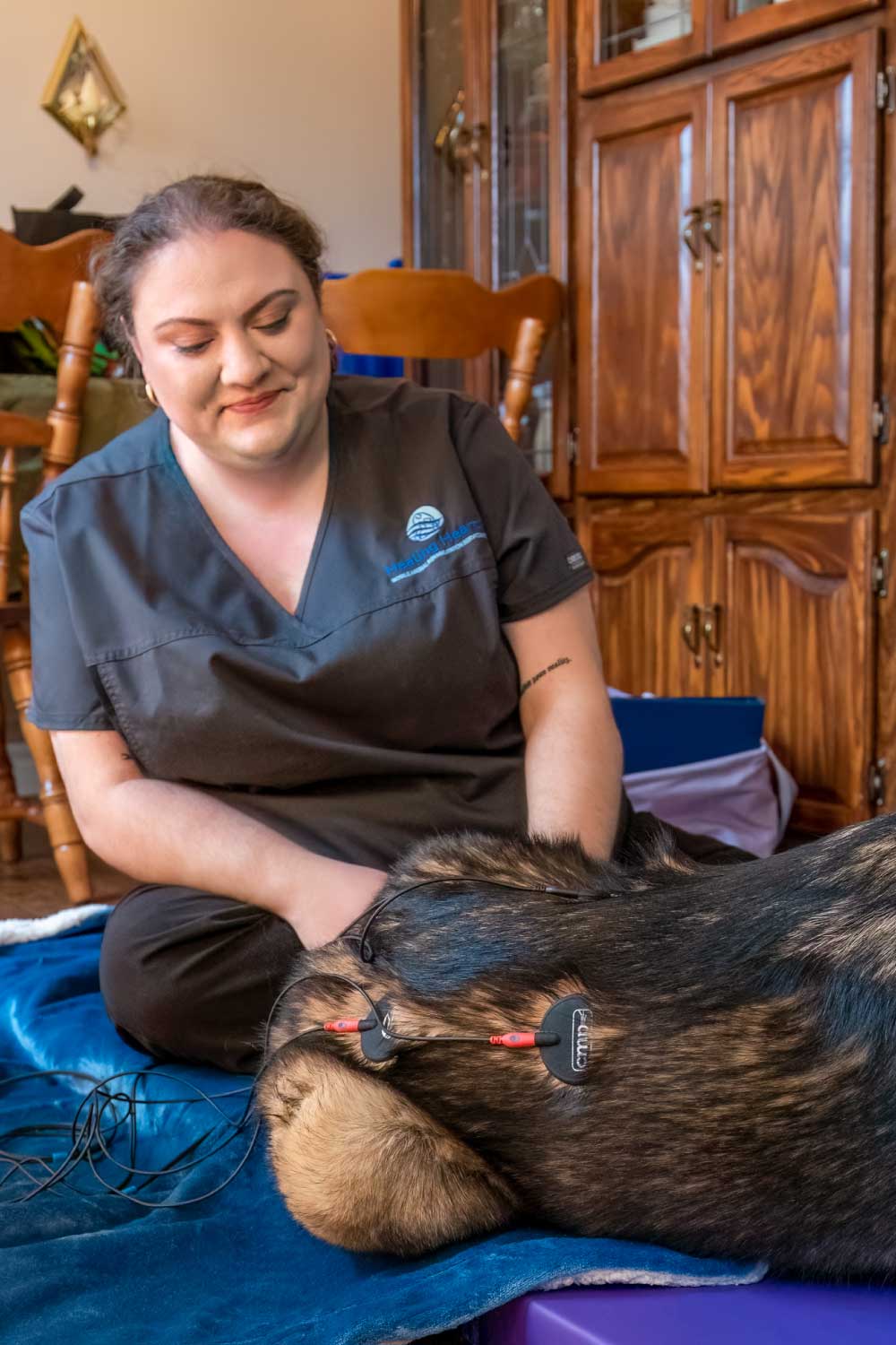 Healing Hearts Mobile Animal Rehab - RVT Performing Electrical Stimulation on German Shepherd