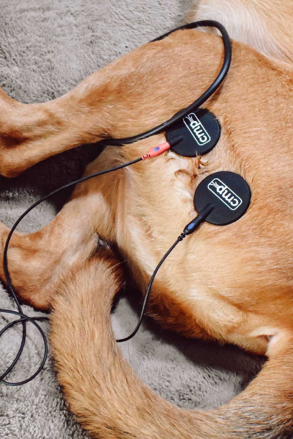 Healing Hearts Mobile Animal Rehab - RVT performing Electrical Stimulation on senior large dog closeup