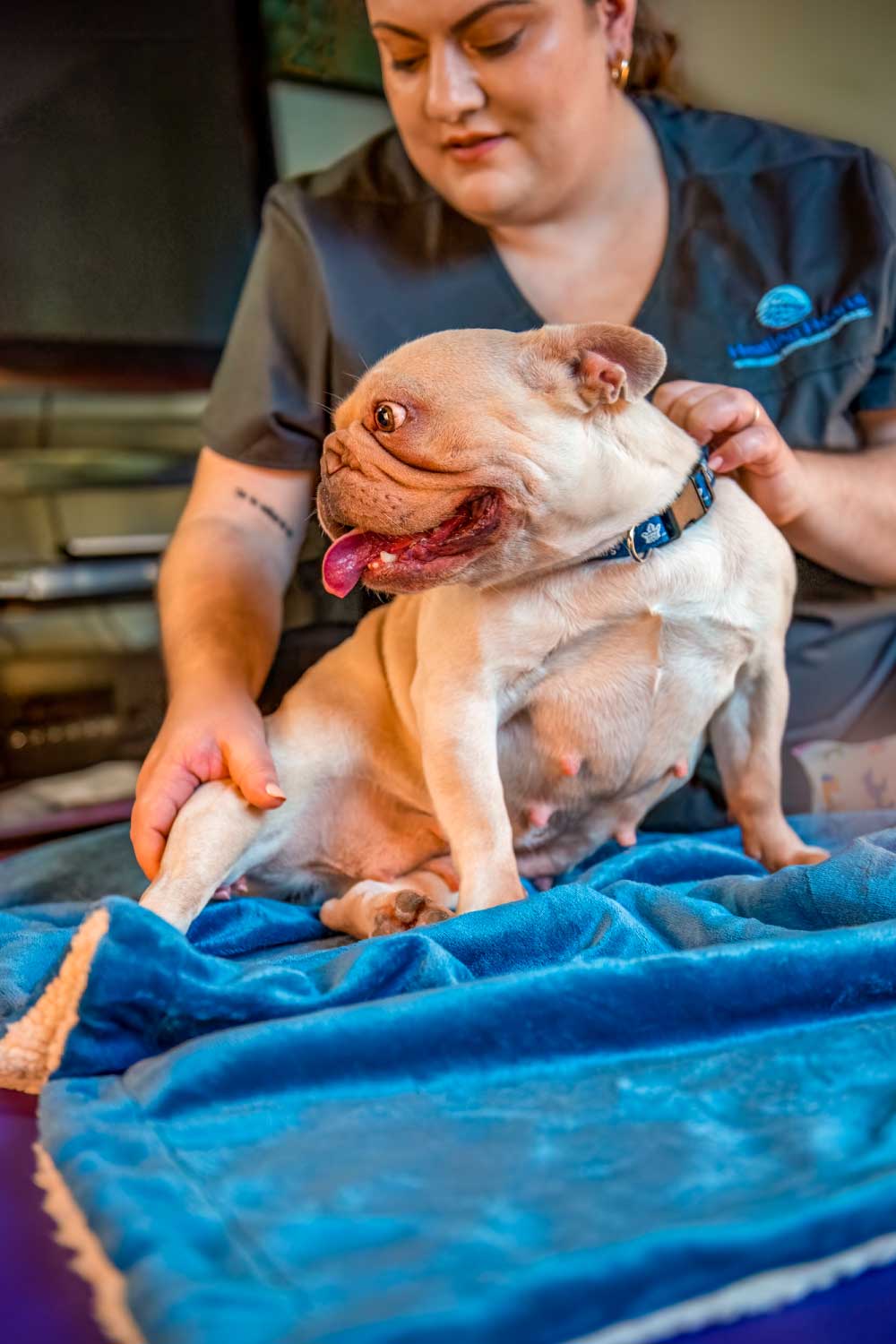 Healing Hearts Mobile Animal Rehab RVT performing Massage Therapy on bulldog